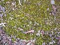 Frühlingserwachen oder wo der Herbst den Frühling küsst, Flora