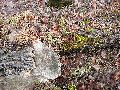 Frühlingserwachen oder wo der Herbst den Frühling küsst, Flora
