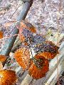 Frühlingserwachen oder wo der Herbst den Frühling küsst, Flora