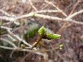 Frühlingserwachen oder wo der Herbst den Frühling küsst, Flora