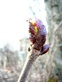 Frühlingserwachen oder wo der Herbst den Frühling küsst, Flora