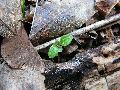Frühlingserwachen oder wo der Herbst den Frühling küsst, Flora