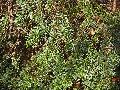 Frühlingserwachen oder wo der Herbst den Frühling küsst, Flora