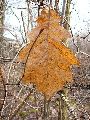 Frühlingserwachen oder wo der Herbst den Frühling küsst, Flora
