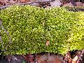 Frühlingserwachen oder wo der Herbst den Frühling küsst, Flora