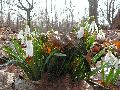 Frühlingserwachen oder wo der Herbst den Frühling küsst, Flora
