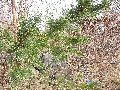 Frühlingserwachen oder wo der Herbst den Frühling küsst, Flora