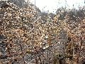 Frühlingserwachen oder wo der Herbst den Frühling küsst, Flora