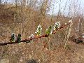 Frühlingserwachen oder wo der Herbst den Frühling küsst, Flora