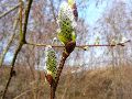 Frühlingserwachen oder wo der Herbst den Frühling küsst, Flora