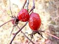 Frühlingserwachen oder wo der Herbst den Frühling küsst, Flora