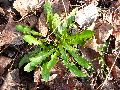Frühlingserwachen oder wo der Herbst den Frühling küsst, Flora