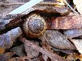 Frühlingserwachen oder wo der Herbst den Frühling küsst, Flora