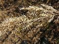 Frühlingserwachen oder wo der Herbst den Frühling küsst, Flora