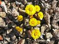 Frühlingserwachen oder wo der Herbst den Frühling küsst, Flora