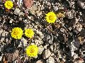 Frühlingserwachen oder wo der Herbst den Frühling küsst, Flora