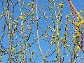 Frühlingserwachen oder wo der Herbst den Frühling küsst, Flora