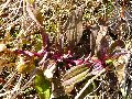 Frühlingserwachen oder wo der Herbst den Frühling küsst, Flora