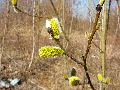 Frühlingserwachen oder wo der Herbst den Frühling küsst, Flora