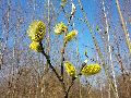 Frühlingserwachen oder wo der Herbst den Frühling küsst, Flora
