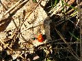 Frühlingserwachen oder wo der Herbst den Frühling küsst, Flora