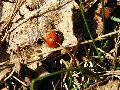 Frühlingserwachen oder wo der Herbst den Frühling küsst, Flora