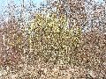 Frühlingserwachen oder wo der Herbst den Frühling küsst, Flora