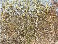 Frühlingserwachen oder wo der Herbst den Frühling küsst, Flora