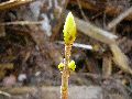 Frühlingserwachen oder wo der Herbst den Frühling küsst, Flora