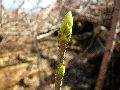 Frühlingserwachen oder wo der Herbst den Frühling küsst, Flora