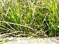 Frühlingserwachen oder wo der Herbst den Frühling küsst, Flora