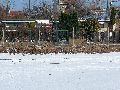 Winterspaziergang  an der Elbe, von Pieschen-Richtung Loschwitz-Blasewitz, mit einem besonderen Augenmerk auf die Waldschlösschenbückenbaustelle