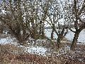 Winterspaziergang  an der Elbe, von Pieschen-Richtung Loschwitz-Blasewitz, mit einem besonderen Augenmerk auf die Waldschlösschenbückenbaustelle