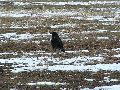 Winterspaziergang  an der Elbe, von Pieschen-Richtung Loschwitz-Blasewitz, mit einem besonderen Augenmerk auf die Waldschlösschenbückenbaustelle