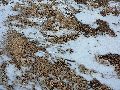 Winterspaziergang  an der Elbe, von Pieschen-Richtung Loschwitz-Blasewitz, mit einem besonderen Augenmerk auf die Waldschlösschenbückenbaustelle