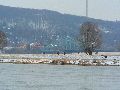 Winterspaziergang  an der Elbe, von Pieschen-Richtung Loschwitz-Blasewitz, mit einem besonderen Augenmerk auf die Waldschlösschenbückenbaustelle