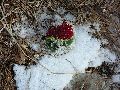 Winterspaziergang  an der Elbe, von Pieschen-Richtung Loschwitz-Blasewitz, mit einem besonderen Augenmerk auf die Waldschlösschenbückenbaustelle