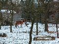 Winterspaziergang  an der Elbe, von Pieschen-Richtung Loschwitz-Blasewitz, mit einem besonderen Augenmerk auf die Waldschlösschenbückenbaustelle