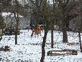 Winterspaziergang  an der Elbe, von Pieschen-Richtung Loschwitz-Blasewitz, mit einem besonderen Augenmerk auf die Waldschlösschenbückenbaustelle