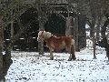 Winterspaziergang  an der Elbe, von Pieschen-Richtung Loschwitz-Blasewitz, mit einem besonderen Augenmerk auf die Waldschlösschenbückenbaustelle