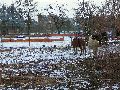 Winterspaziergang  an der Elbe, von Pieschen-Richtung Loschwitz-Blasewitz, mit einem besonderen Augenmerk auf die Waldschlösschenbückenbaustelle