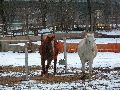 Winterspaziergang  an der Elbe, von Pieschen-Richtung Loschwitz-Blasewitz, mit einem besonderen Augenmerk auf die Waldschlösschenbückenbaustelle