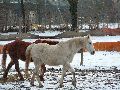 Winterspaziergang  an der Elbe, von Pieschen-Richtung Loschwitz-Blasewitz, mit einem besonderen Augenmerk auf die Waldschlösschenbückenbaustelle