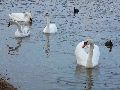 Winterspaziergang  an der Elbe, von Pieschen-Richtung Loschwitz-Blasewitz, mit einem besonderen Augenmerk auf die Waldschlösschenbückenbaustelle