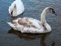 Winterspaziergang  an der Elbe, von Pieschen-Richtung Loschwitz-Blasewitz, mit einem besonderen Augenmerk auf die Waldschlösschenbückenbaustelle