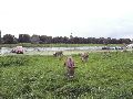  Die Pieschener Hafenstadtlandschaft von der Neuen Molebrücke aus gesehen