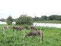  Die Pieschener Hafenstadtlandschaft von der Neuen Molebrücke aus gesehen