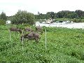  Die Pieschener Hafenstadtlandschaft von der Neuen Molebrücke aus gesehen
