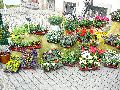 301 Augenblicke in Striesen