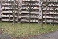 Spaziergang in Prohlis